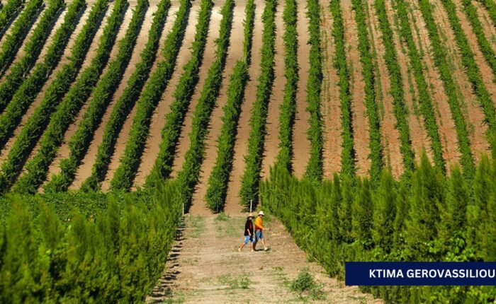 Explore The Greek Vineyards